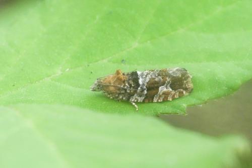 Réf. 234 459 : Eudemis profundana